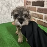 ミニチュアシュナウザー【愛知県・女の子・2025年7月19日・ソルト&ペッパー】の写真2