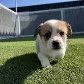 ウェルシュ・コーギー・ペンブローク【愛知県・女の子・2025年10月11日・レッド&ホワイト】の写真2