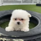 ポメマル(ポメラニアン×マルチーズ)【愛知県・男の子・2025年8月28日・ホワイト】の写真2