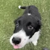 ボーダーコリー【愛知県・女の子・2025年6月14日・ブラック&ホワイト】の写真2