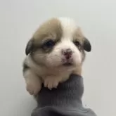 ウェルシュ・コーギー・ペンブローク【愛知県・男の子・2025年10月11日・レッド&ホワイト】の写真2