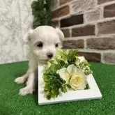 マルチーズ【愛知県・男の子・2025年4月26日・ホワイト】の写真2