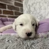 オールドイングリッシュシープドッグ【愛知県・男の子・2025年11月8日・グレー&ホワイト】の写真3