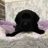 ラブラドールレトリバー【愛知県・女の子・2025年11月16日・ブラック】の写真3