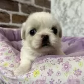 ペキニーズ【愛知県・女の子・2025年11月18日・クリーム】の写真3