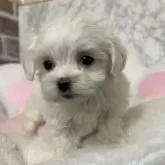 マルチーズ【愛知県・女の子・2024年11月30日・ホワイト】の写真3