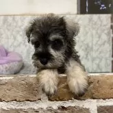 ミニチュアシュナウザー【愛知県・女の子・2025年7月19日・ソルト&ペッパー】の写真3