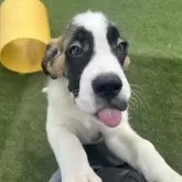 セントバーナード【愛知県・女の子・2025年6月6日・ブラウン&ホワイト】の写真3