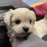 ミックス(ペキニーズ×ビションフリーゼ)【愛知県・男の子・2025年10月11日・クリーム】の写真3