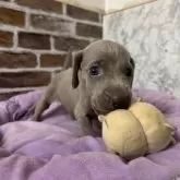 ワイマラナー【愛知県・女の子・2025年7月20日・グレー】の写真3