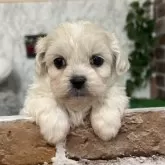 ペキプー(ペキニーズ×トイプードル)【愛知県・女の子・2024年11月24日・クリーム】の写真3