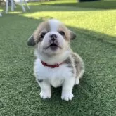 ウェルシュ・コーギー・ペンブローク【愛知県・男の子・2025年10月11日・レッド&ホワイト】の写真3