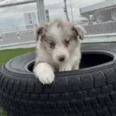 ボーダーコリー【愛知県・男の子・2025年9月15日・チョコマール】の写真3