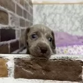 ワイマラナー【愛知県・女の子・2025年7月20日・グレー】の写真4