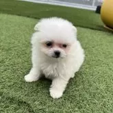 ポメマル(ポメラニアン×マルチーズ)【愛知県・男の子・2025年8月28日・ホワイト】の写真4