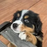 バーニーズ・マウンテン・ドッグ【愛知県・男の子・2025年2月27日・ブラックラスト&ホワイト】の写真4