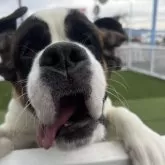 セントバーナード【愛知県・女の子・2025年6月6日・ブラウン&ホワイト】の写真4