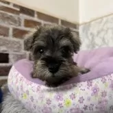 ミニチュアシュナウザー【愛知県・女の子・2025年7月19日・ソルト&ペッパー】の写真4