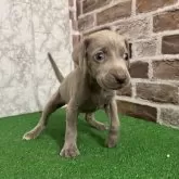 ワイマラナー【愛知県・女の子・2025年7月20日・グレー】の写真5