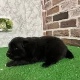 ポメラニアン【愛知県・男の子・2025年3月8日・ブラック】の写真5