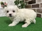マルチーズ【愛知県・女の子・2024年11月30日・ホワイト】の写真5