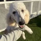 スタンダードプードル【愛知県・男の子・2025年6月13日・クリーム】の写真5