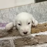 オールドイングリッシュシープドッグ【愛知県・男の子・2025年11月8日・グレー&ホワイト】の写真5