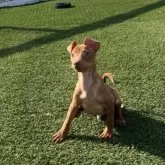 ミニチュアピンシャー【愛知県・男の子・2025年8月26日・レッド】の写真5