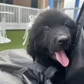 ニューファンドランド【愛知県・女の子・2025年7月22日・ブラック】の写真5