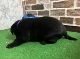 ラブラドールレトリバー【愛知県・女の子・2025年11月16日・ブラック】の写真5