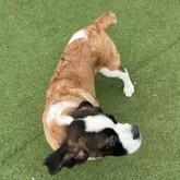 セントバーナード【愛知県・女の子・2025年6月6日・ブラウン&ホワイト】の写真6