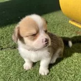 ウェルシュ・コーギー・ペンブローク【愛知県・男の子・2025年10月11日・レッド&ホワイト】の写真6「赤」