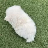 ポメマル(ポメラニアン×マルチーズ)【愛知県・男の子・2025年8月28日・ホワイト】の写真7