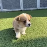 ウェルシュ・コーギー・ペンブローク【愛知県・女の子・2025年10月11日・レッド&ホワイト】の写真8「ピンク」