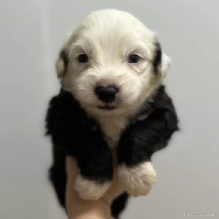 ID:2411-00424の子犬