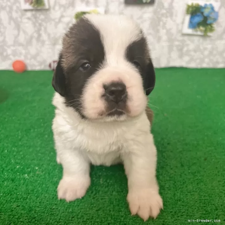ID:2404-01337の子犬