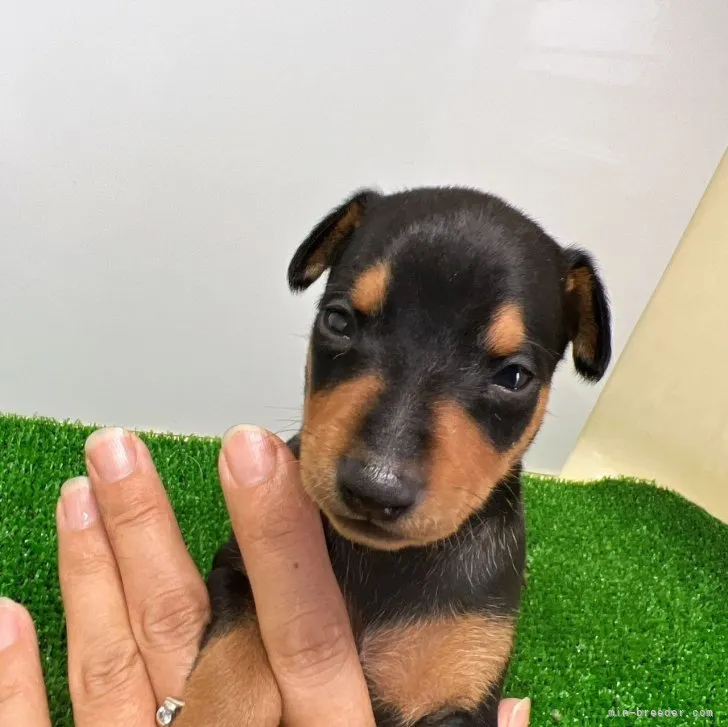 まあさあ 様のお迎えした子犬