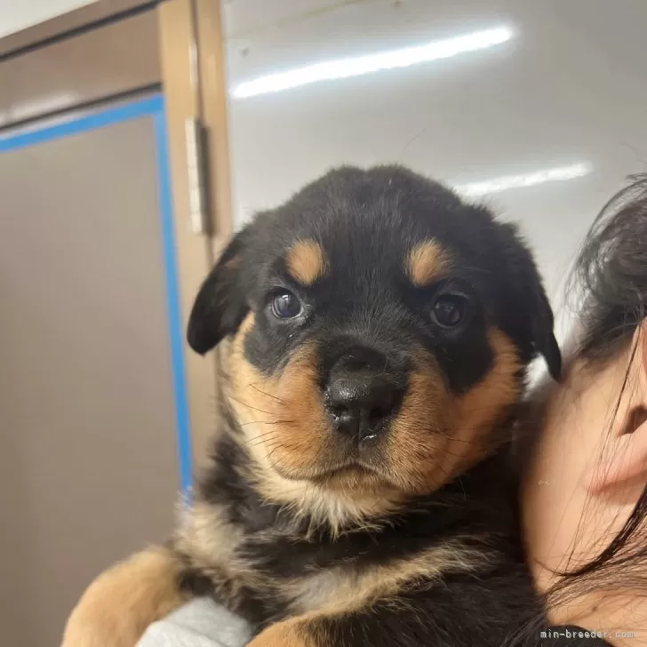 ID:2401-03051の子犬