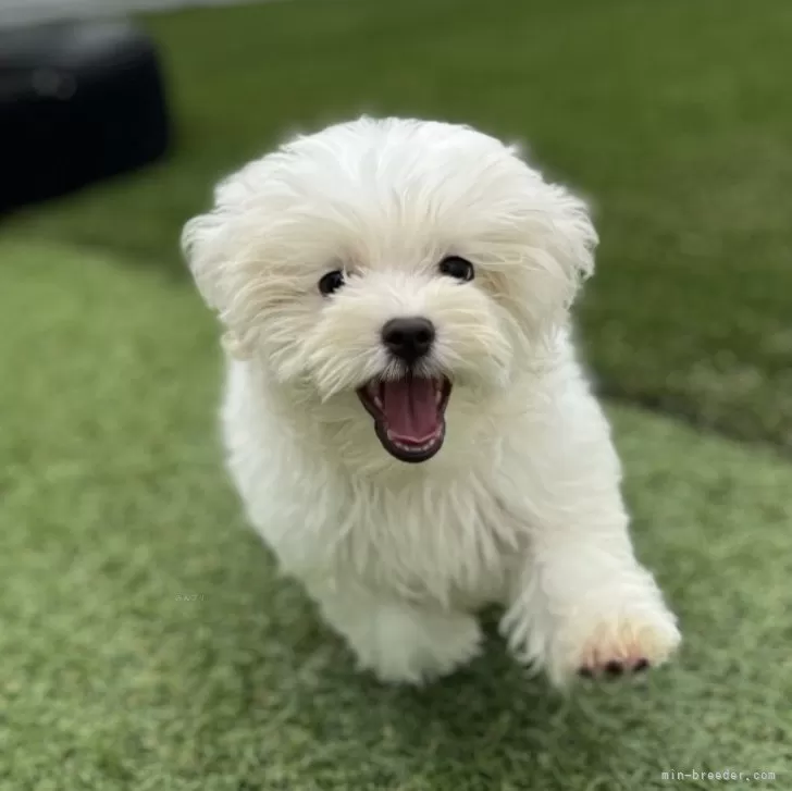 ID:2408-05813の子犬