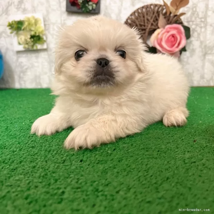 ID：2404-04475の子犬