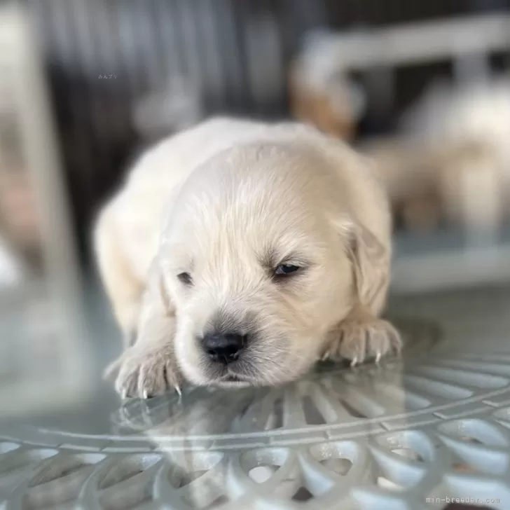 ID:2410-02865の子犬