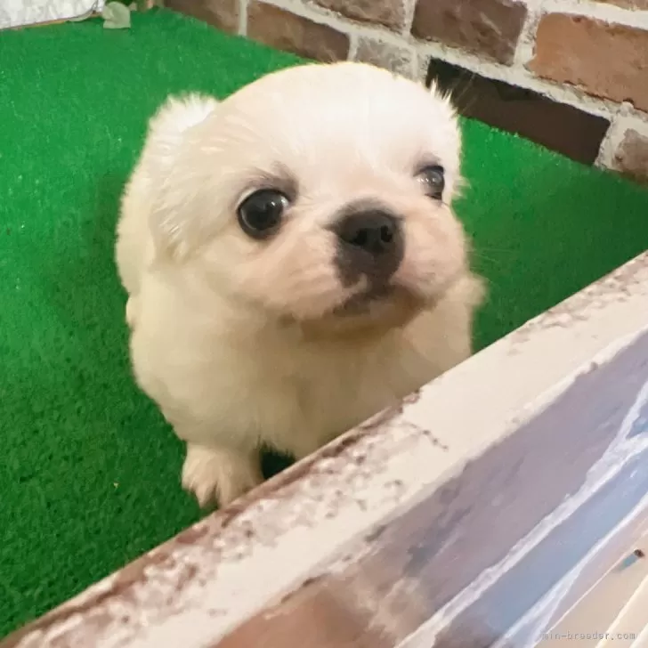ID：2404-04480の子犬
