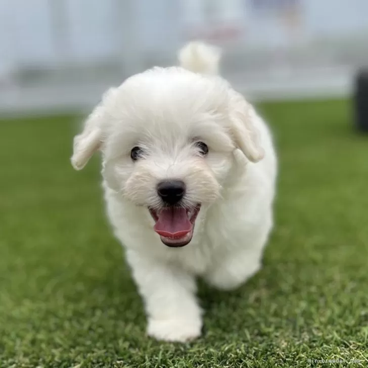 ID:2407-06329の子犬