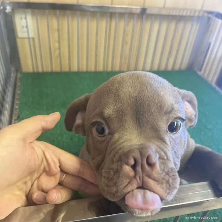 ウーゴのパパ 様のお迎えした子犬