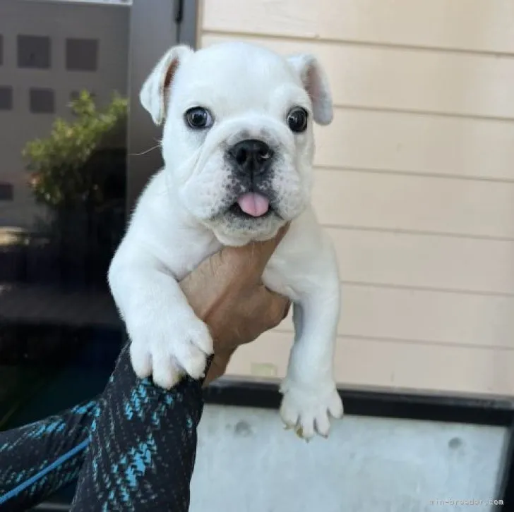 ID:2306-03504の子犬