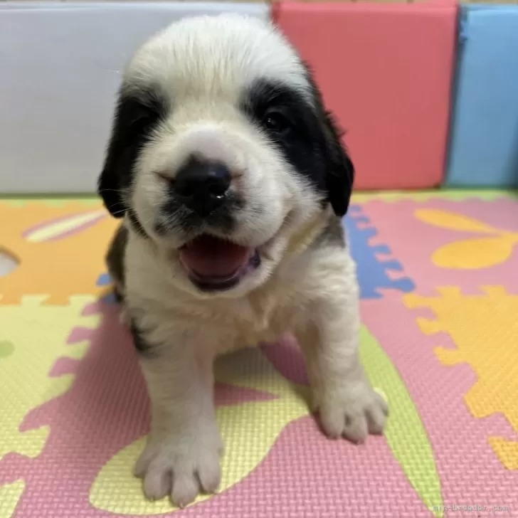 ID:2409-05989の子犬