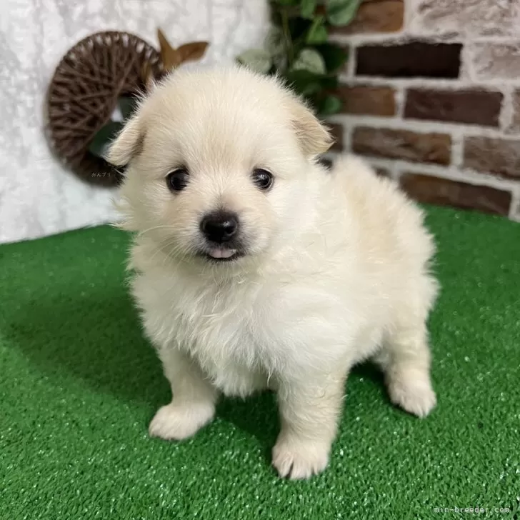 ID:2405-02621の子犬