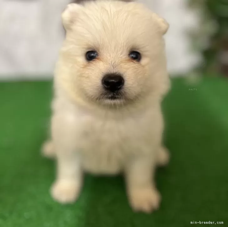 ID：2406-05791の子犬