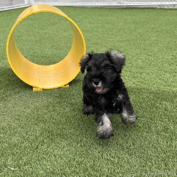 ID：2406-02622の子犬