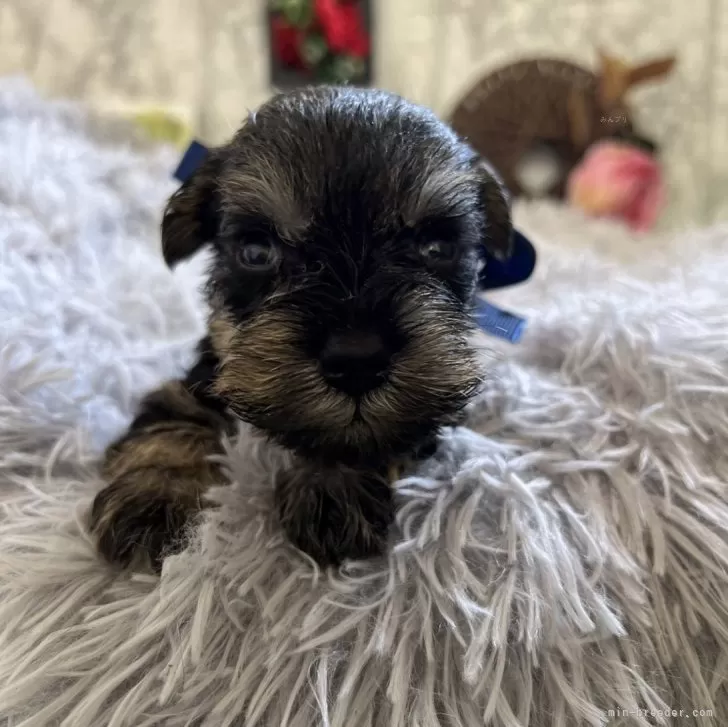 ID：2406-02624の子犬